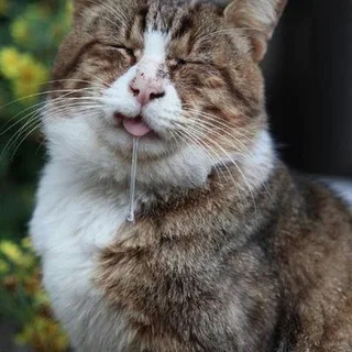 喵了个咪的