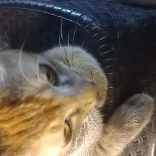 玻璃猫