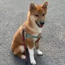 怕皮匠